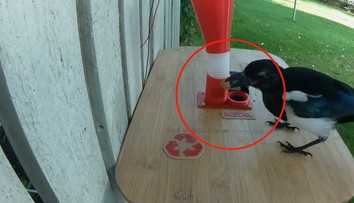 Něco za něco! Vytrénované straky umí vyměnit víčko od lahví za jídlo