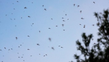 Komáří kalamita v Chorvatsku: Limit byl překročený 200násobně!
