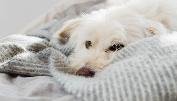 Tajemství psí náklonnosti. Veterinář vysvětlil, jak poznat, že vás má pes rád