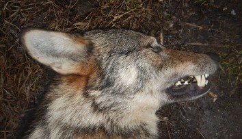 Analýza DNA odhalila původ vlka sraženého na Prostějovsku. Doputoval tam z Alp