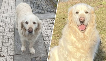 Paní Vondráčková prosí o pomoc. Někdo měl její rodině ukrást asistenčního psa