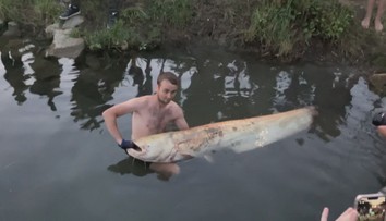 Táborníci z Otrokovic ulovili vzácného sumce. Vážil přes 60 kg a měřil 2 metry