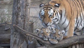 To je roztomilost! Zoologická zahrada Hluboká se pyšní novým přírůstkem