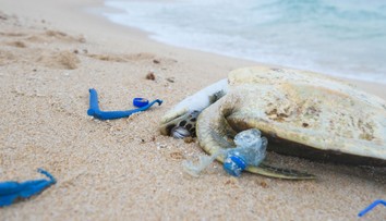 Po světě hromadně umírají zvířata, můžou za to El Niño, infekce i lesní požáry