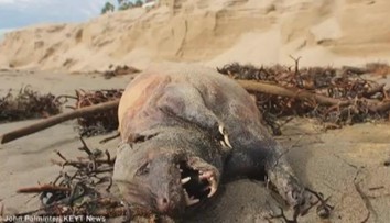 Moře vyplavilo záhadnou příšeru: Neví se, co to je! VIDEO