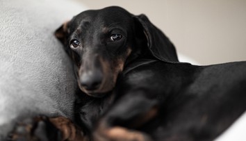Neignorujte rýmu u svého mazlíčka. Může značit vetší problém, tvrdí veterinářka