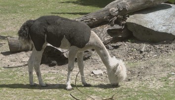 Zvířata v zoo dostala letní sestřih. Slunné dny tráví převážně ve stínu