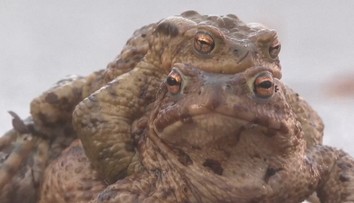 Žabí hlídky pomáhají polským žábám a ropuchám přes silnice