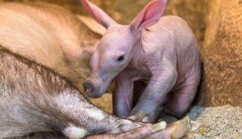 Mládě hrabáče narozené v pražské zoologické zahradě je holka!