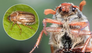 Češi se děsí kalamity chroustů! Entomolog řekl, jak lidem škodí