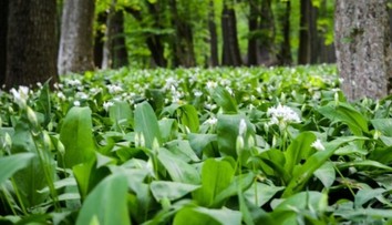 Manželé se otrávili polévkou. Medvědí česnek si spletli s jedovatou rostlinou