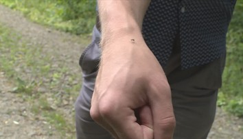 Proč komáři útočí právě na vás? Důvodů může být několik