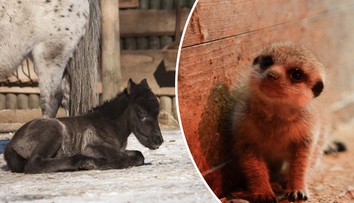 S příchodem jara se v liberecké zoo narodila další mláďata! FOTO