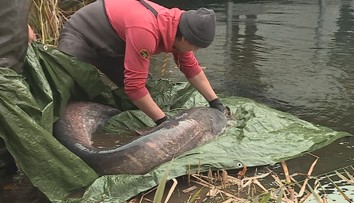 Velké stěhování dvoumetrového sumce: Na pomoc přijel i potápěč