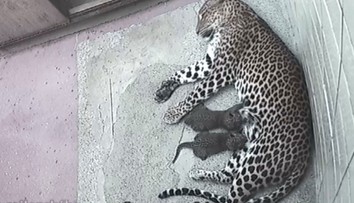 Levhart vypadl ze samice jako vajíčko. První záběry z porodu ze ZOO v Ostravě