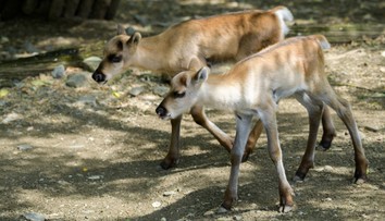 Divocí sobi se v zoo takřka nemnoží. V Praze ano! FOTKY