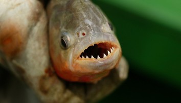 Muži chtěli skokem do jezera uniknout včelám. Voda byla plná piraní