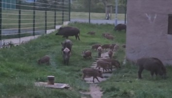 Ústí nad Labem terorizují divoká prasata. Město navýšilo odměny za jejich odlov