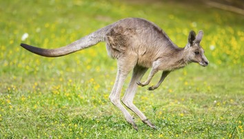 Ošetřovatelku v plzeňské zoo napadl klokan. Skončila v nemocnici