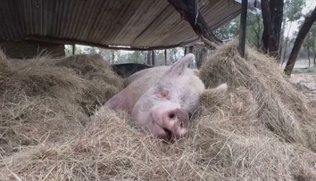 Lidé si oblíbili chov miniprasátek. Ta mohou ale několikanásobně vyrůst