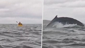 VIDEO: Na tohle nikdy nezapomene. Kajakáře spolkla velryba, jeho otec vše natočil