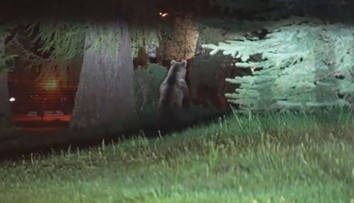 Medvědice se toulala centrem města, dostala se až do skladu s pivem!