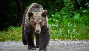 U Staré Boleslavi se možná pohybuje medvěd, upozornili myslivci