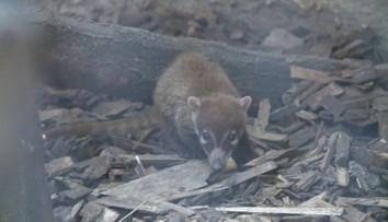 Vzácný přírůstek v jihlavské zoo. Narodil se tam nosál bělohubý