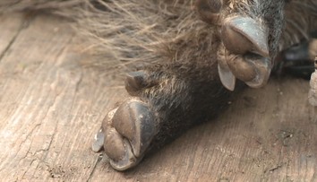 Českem se šíří nákaza divokých prasat. V ohrožení jsou zejména domácí mazlíčci