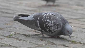 V Mostě záhadně umírají ve velkém holubi. Veterináři netuší, co se děje