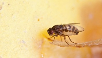 Domácnost plná octomilek? Poradíme, jak ji udržet bez otravných škůdců