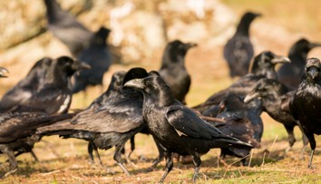 Chorvatsko terorizují agresivní vrány. Lidé se kvůli útokům bojí vycházet