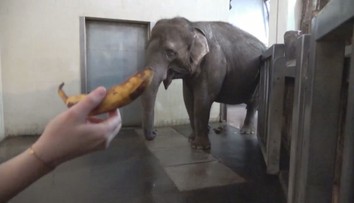 Slonice předvedla neuvěřitelný um. Chobotem za pár sekund oloupala banán