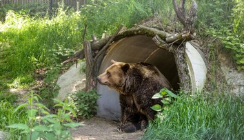 Nečekaná smrt ve známé zoo. Zemřel legendární medvěd Felix