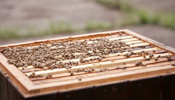 Problémy s včelami mohou ovlivnit i sadaře a změny klimatu dají šanci novým plodinám