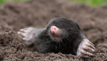 Krtci kvůli mírné zimě udeřili dřív, likvidují zahrady. RADY, jak je vypudit