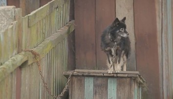 Konec řetězů a uvazování psů. Začne platit novela veterinárního zákona