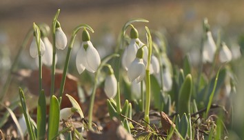 Počasí valentýnského týdne: Teplotní rekordy, obleva i vichřice