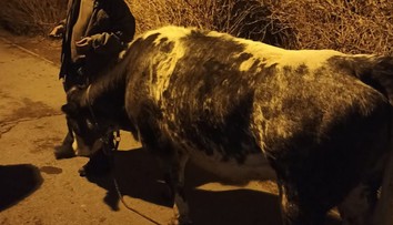 Muž se šel na Valentýna projít po Praze s krávou. Výpravu přerušili strážníci