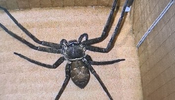 Prodavačka v obchodě našla obřího pavouka. Přicestoval do Česka v krabici