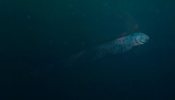 V moři spatřili vzácné zvíře. Spekuluje se o děsivém spojení s japonskou pohromou