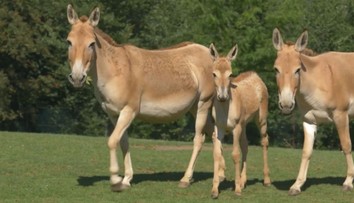 V ostravské zoo očekávají přírůstek vzácného osla