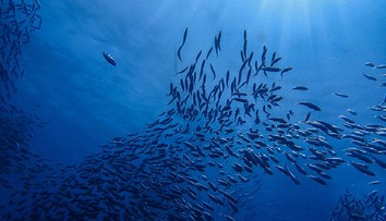 Nedostatek omega 3 se odrazí na psychice i fyzičce