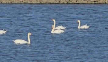 Na Jihlavsku se objevil vysoký počet labutí. Údajně je to kvůli potravě