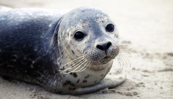 V ústecké zoo se po 16 letech narodil tuleň. Jeho život je ale v ohrožení