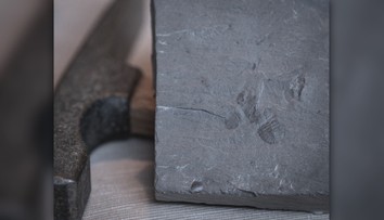 Nadšenec našel na haldě kamení unikát. Nový druh členovce teď nese jeho jméno