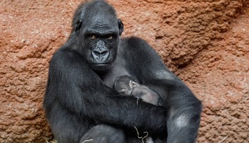 V pražské zoo se narodilo další gorilátko. Letos už druhé se stejným otcem