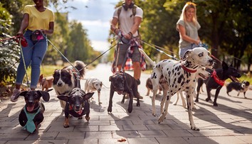 Veterinář prozradil, kterých pět psích plemen by si nikdy nekoupil. A řekl i proč