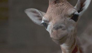 VIDEO: Kamery v zoo zachytily, jak na svět přišla malá žirafa