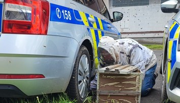 Překvapení pro policisty v Mostě: Během zásahu jim auto obsadil roj včel